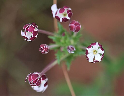 자루지앙 - Night phlox, Zaluzianskya