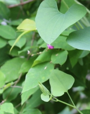 쥐방울덩굴 사진 - Aristolochia contorta Bunge Photos