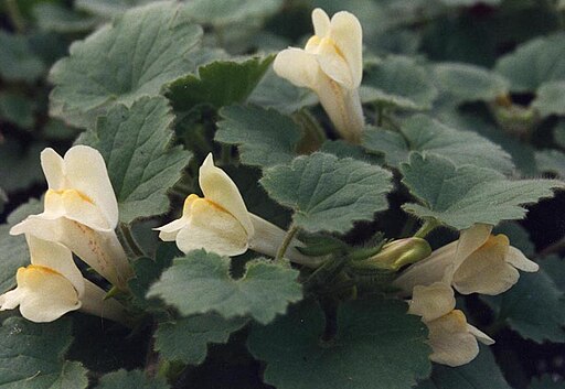 덩굴금어초 - Asarina procumbens Mill.