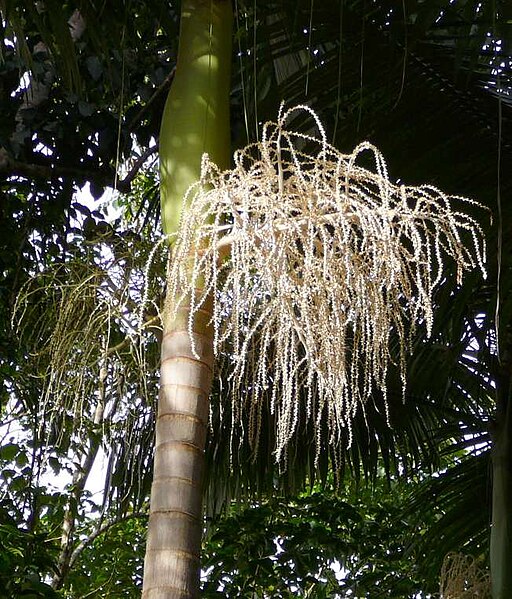 알렉산드라야자 - Alexander palm, Alexandra palm, King Alexander palm, King palm, Northern bangalow palm, Archontophoenix alexandrae 