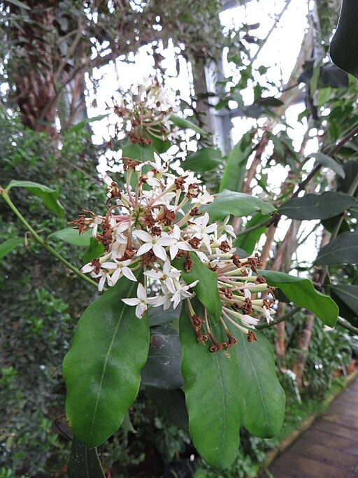 아코칸테라 오포시티폴리아 - Acokanthera oppositifolia