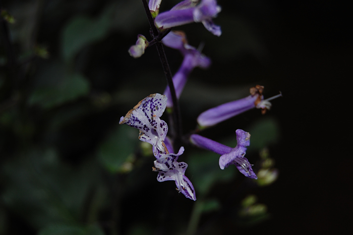 모나 라벤더 - Plectranthus 