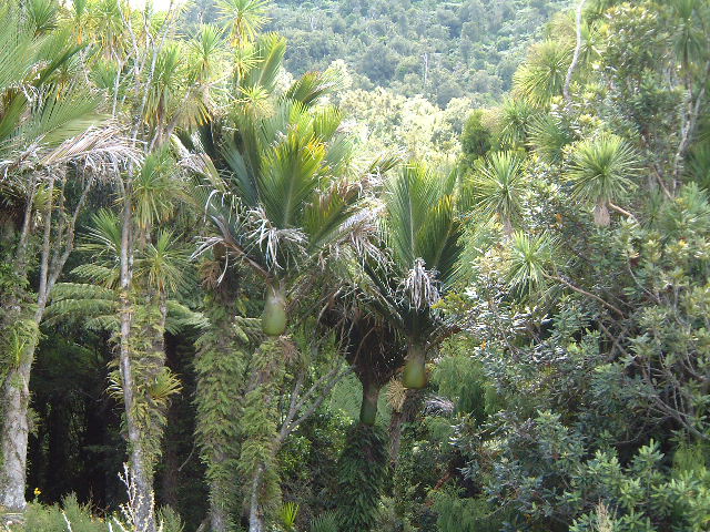 닉카우 야자 - Nikau Palm, Shaving Brush Palm, Rhopalostylis sapida