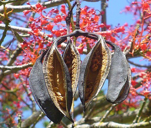 단풍잎병나무 - Brachychiton acerifolius