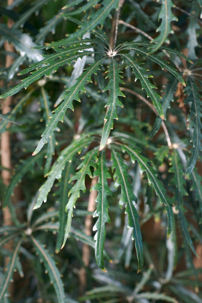 아랄리아 - False Aralia, Plerandra elegantissima