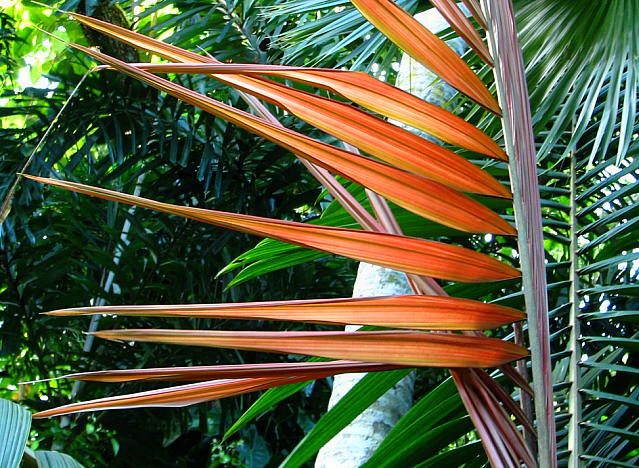 노을잎 야자 - SunSet Palm, Calyptrocalyx albertisianus