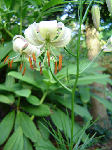 흰솔나리 사진 - Lilium cernuum var.candidum Photos