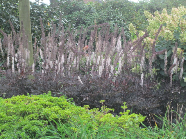 촛대승마 - Actaea simplex, Cimicifuga simplex