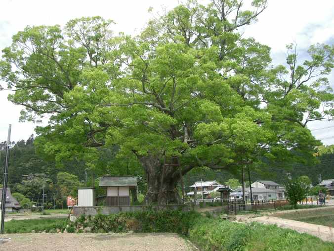 느티나무 - Japanese Zelkova, Zelkova serrata (Thunb.) Makino