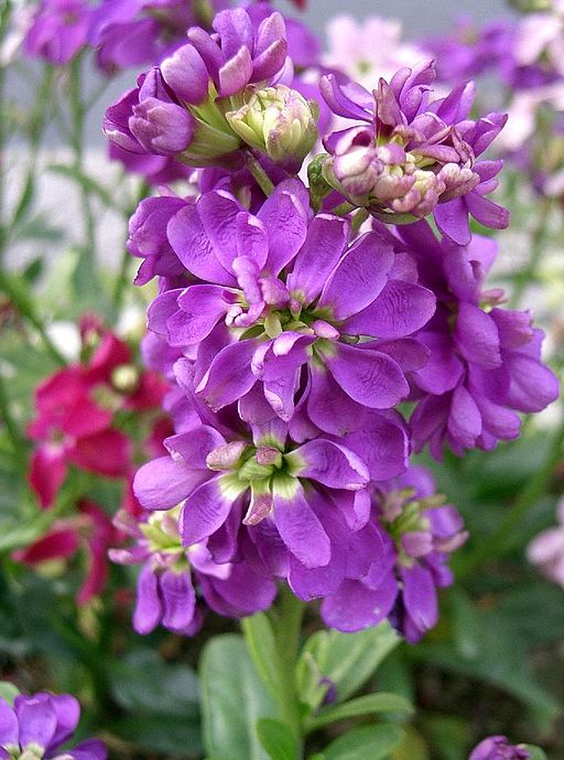 스토크 - Stoke, Matthiola incana