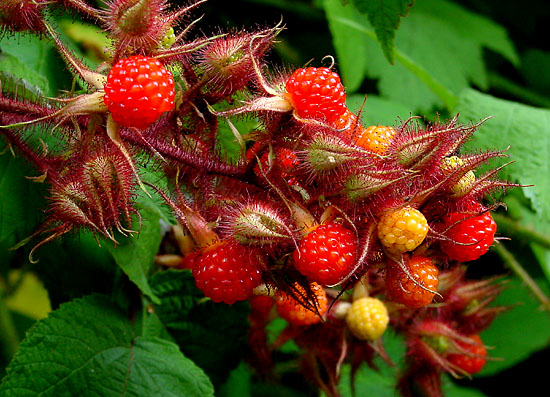 곰딸기 - Rubus phoenicolasius Maxim. for. phoenicolasius
