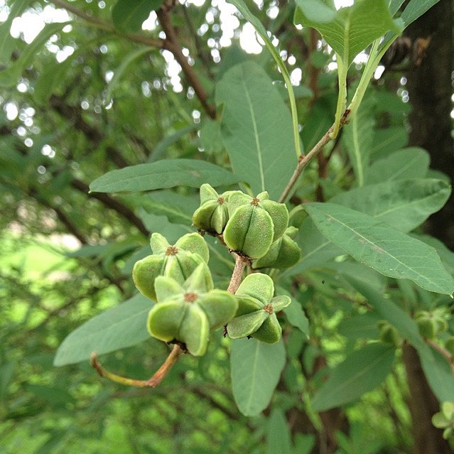 가침박달 - Exochorda serratifolia S.Moore var. serratifolia