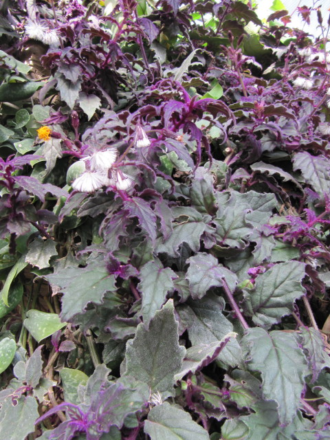 뿔우단풀 - Velvet Nettle, Gynura sarmentosa (Blume) DC.