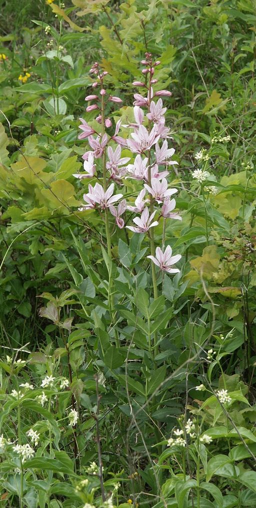 백선 - fraxinella, Dictamnus dasycarpus Turcz.
