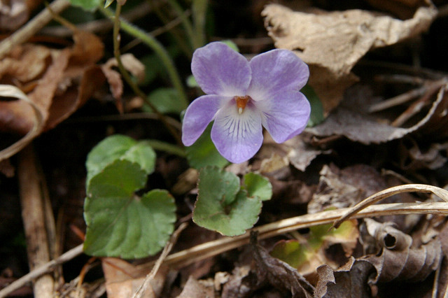 낚시제비꽃 - Viola grypoceras A.Gray