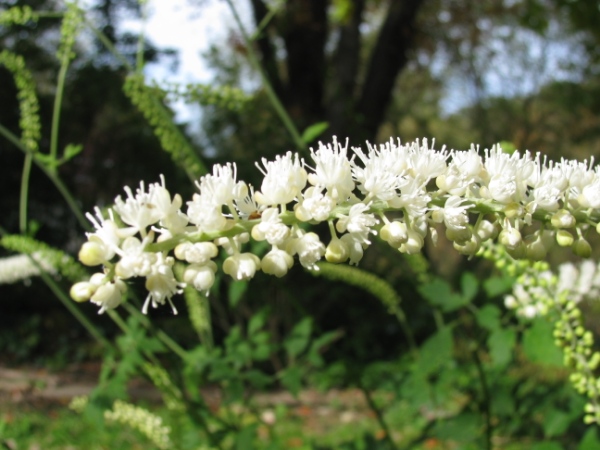 촛대승마 - Actaea simplex, Cimicifuga simplex