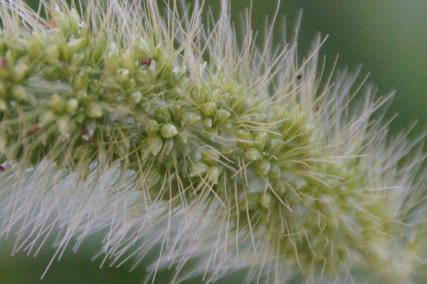 가을강아지풀 - Setaria faberi Herrm.