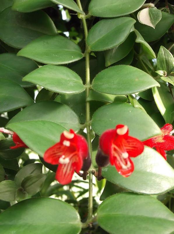 트리쵸스 - Lipstick plant, Aeschynanthus radicans