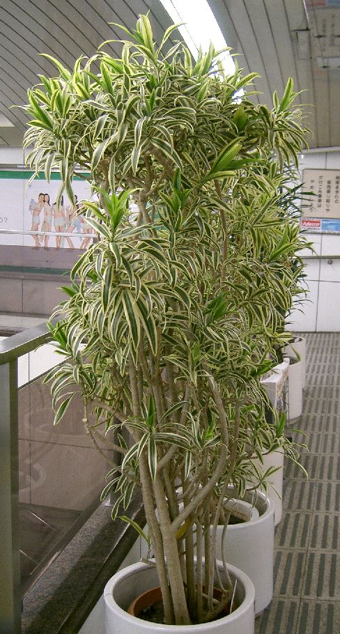 송 오브 인디아 - song of India, Dracaena reflexa 