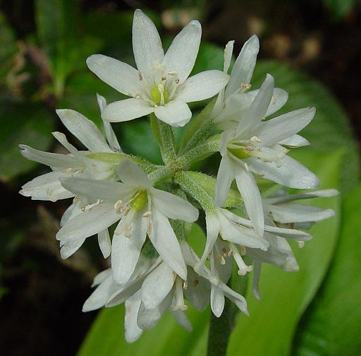 나도 옥잠화 - Clintonia udensis