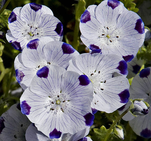 네모필라 - Nemophila Maculata 