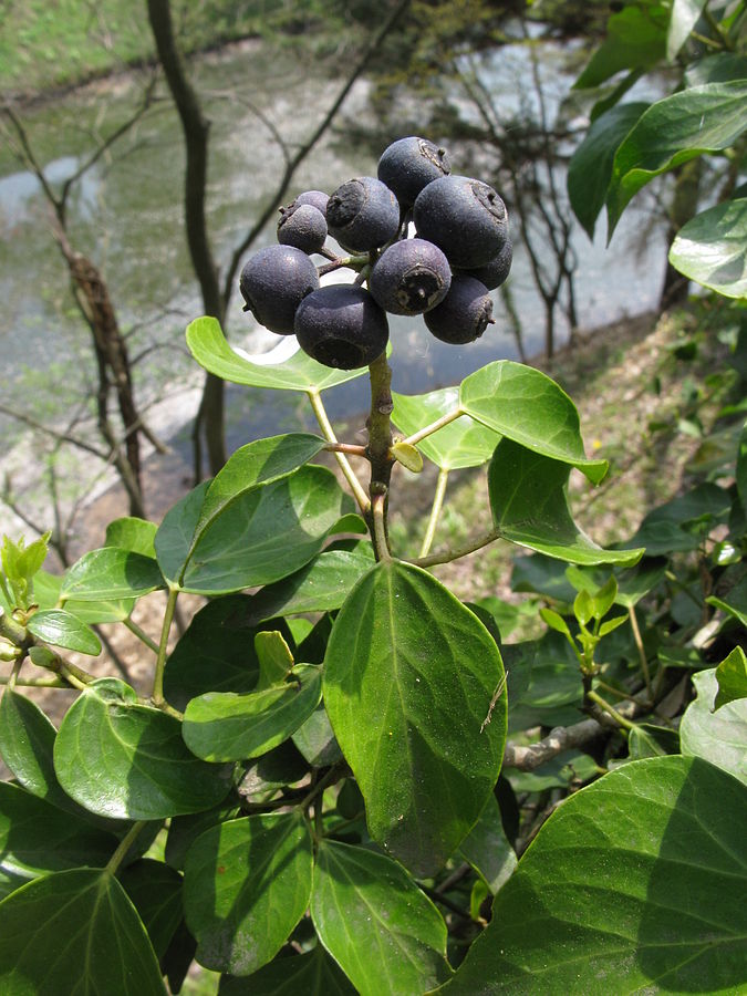 송악 - Japanese Evergreen Ivy, Hedera rhombea (Miq.) Bean
