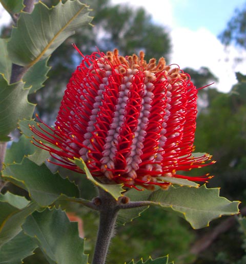방크시아 - Banksia coccinea