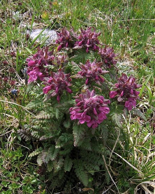 구름송이풀 - Pedicularis verticillata