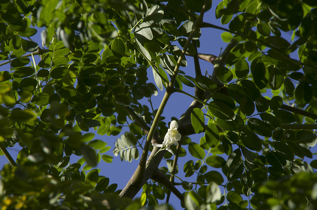 모링가 - Moringa, drumstick tree, Moringa oleifera