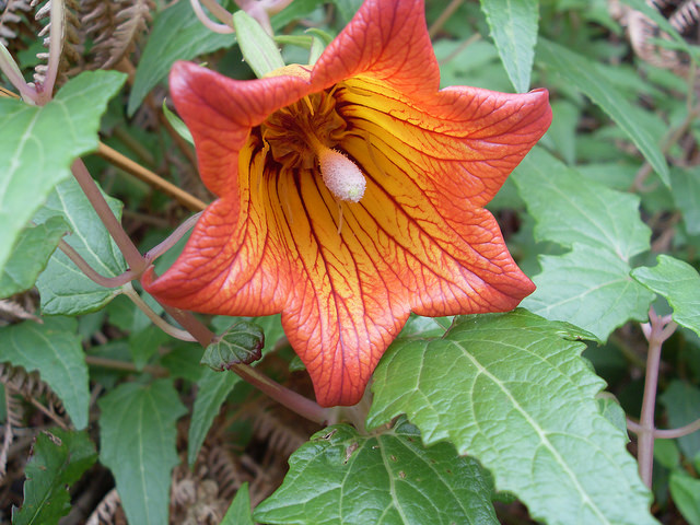 카나리나 카나리엔시스 - Canarina canariensis