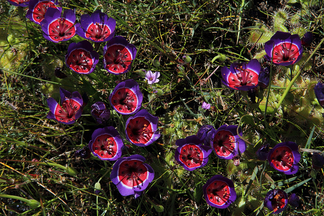 Geissorhiza radians - Geissorhiza radians, Geissorhiza radians (Thunb.) Goldblatt