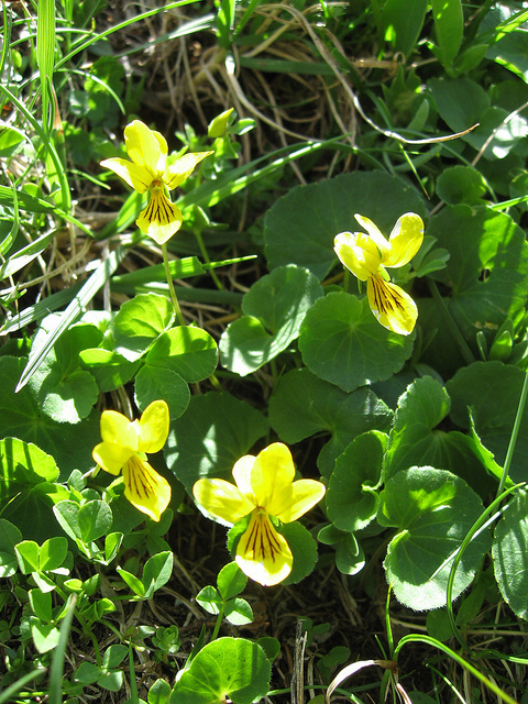 장백제비꽃 - Viola biflora