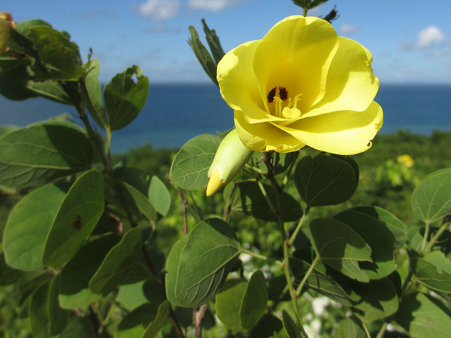 노란난초나무 - Bauhinia tomentosa, Bauhinia tomentosa L.