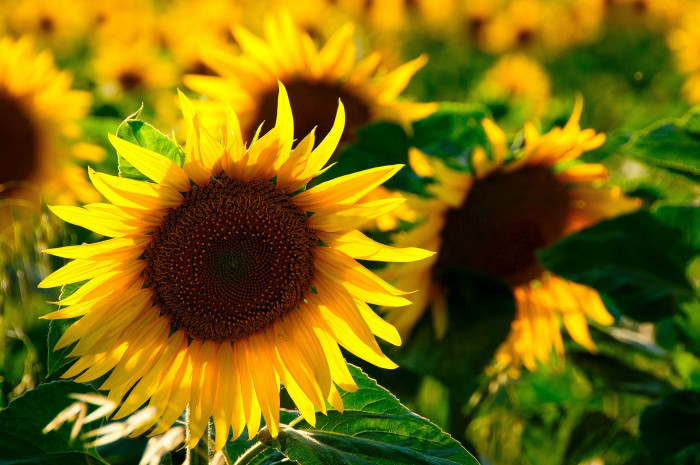해바라기 - Sunflower, Helianthus annuus