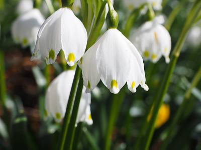 스노우플레이크 사진 - Leucojum Vernum Photos