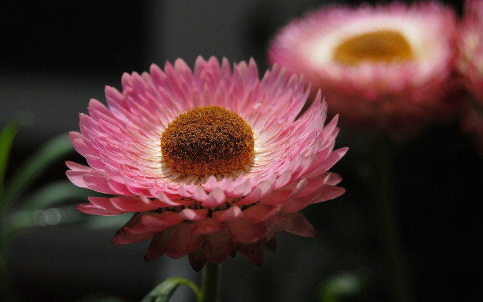 밀짚꽃 - straw flower, Helichrysum bracteatum