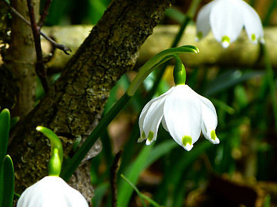 스노우플레이크 사진 - Leucojum Vernum Photos