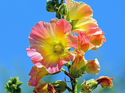 접시꽃 사진 - Althaea rosea Photos