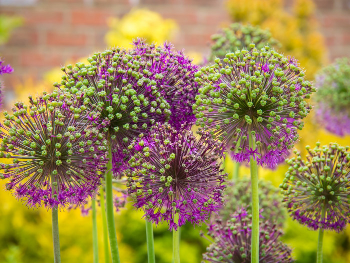 알리움 - Allium  spp