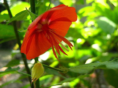 펜타페데스 사진 - Pentapetes phoenicea Photos