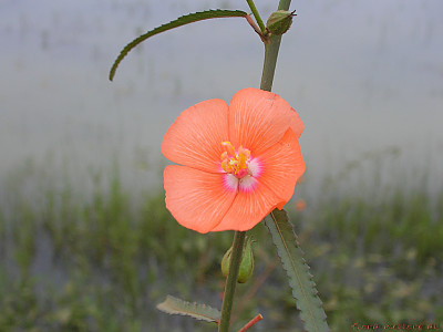 펜타페데스 사진 - Pentapetes phoenicea Photos