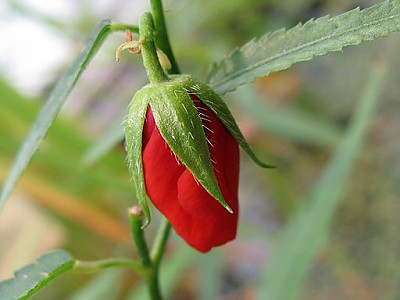 펜타페데스 사진 - Pentapetes phoenicea Photos