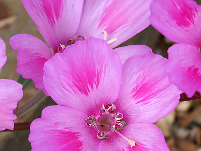 클라키아 사진 - Clarkia Photos