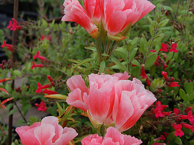 클라키아 사진 - Clarkia Photos