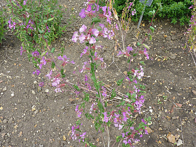 클라키아 사진 - Clarkia Photos