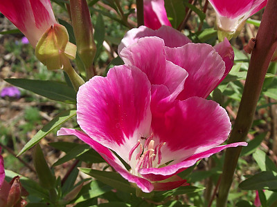 클라키아 사진 - Clarkia Photos