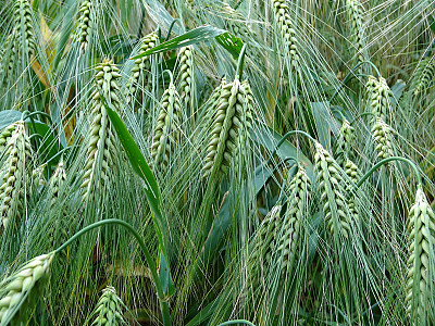 밀 사진 - Triticum aestivum L. Photos