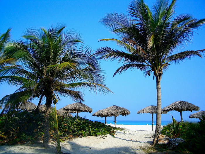 코코넛야자 - Coconut palm, Cocos nucilera L.