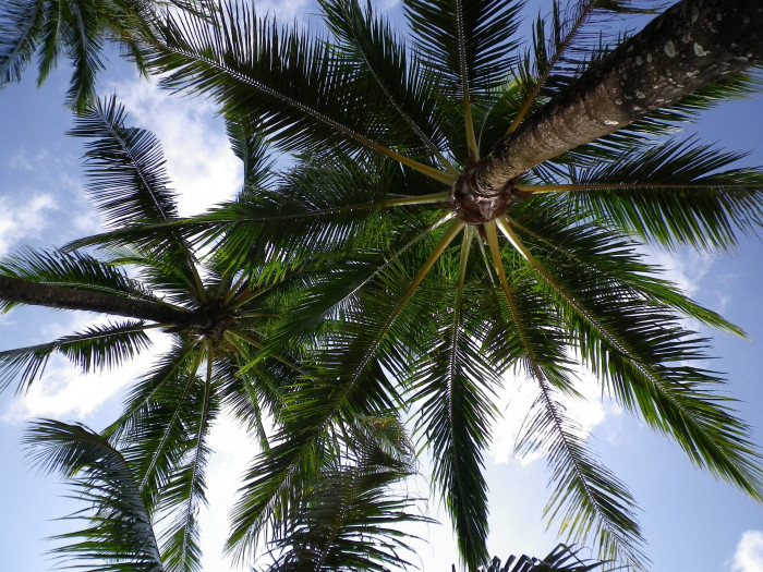 코코넛야자 - Coconut palm, Cocos nucilera L.