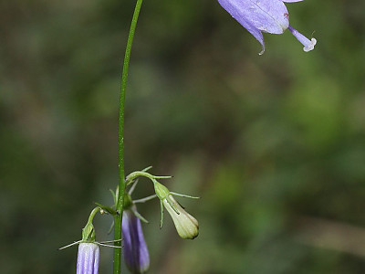 잔대 사진 - Adenophra triphylla var. tetraphylla Photos